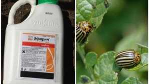 Ako používať euphoria euforic z farebného chrobáka na záhradných pokynoch a bezpečnostných opatreniach